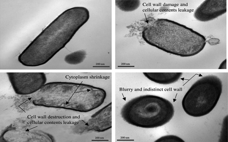 脈沖強(qiáng)光殺菌設(shè)備原理